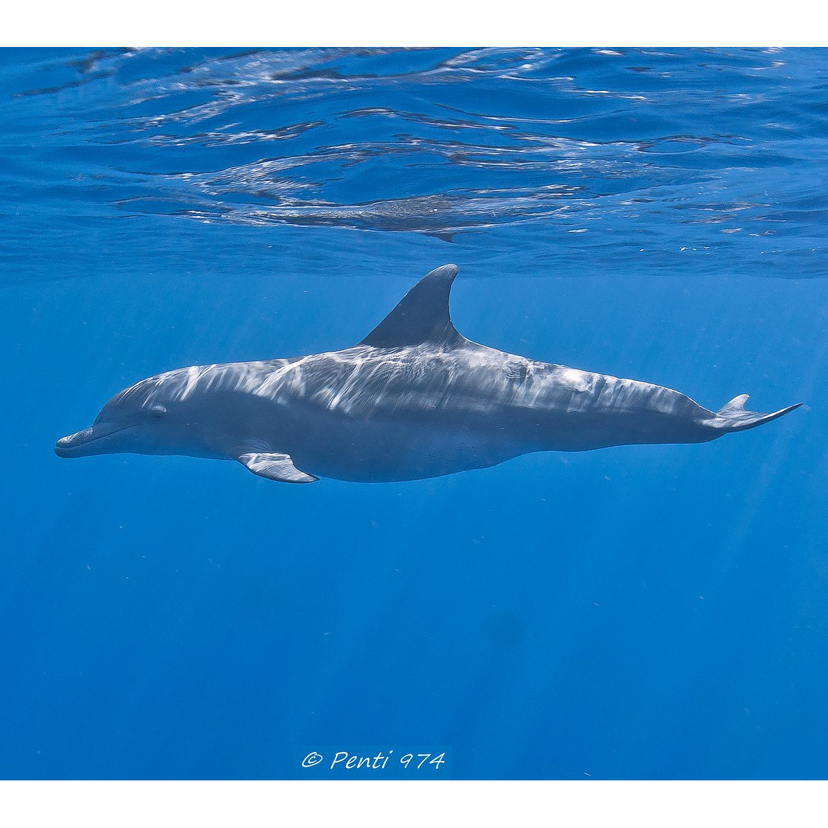 Афалина (Tursiops truncatus) Фото №4