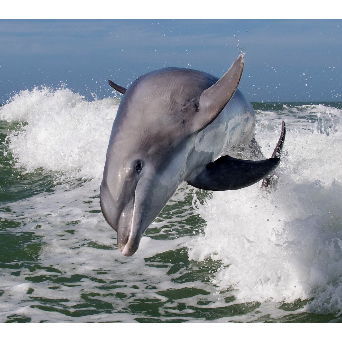 Афалина (Tursiops truncatus) Фото №5