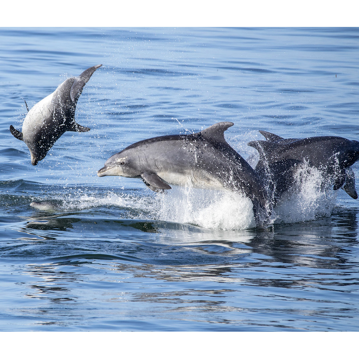 Афалина (Tursiops truncatus) Фото №6