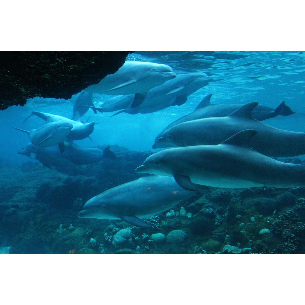 Афалина (Tursiops truncatus) Фото №7