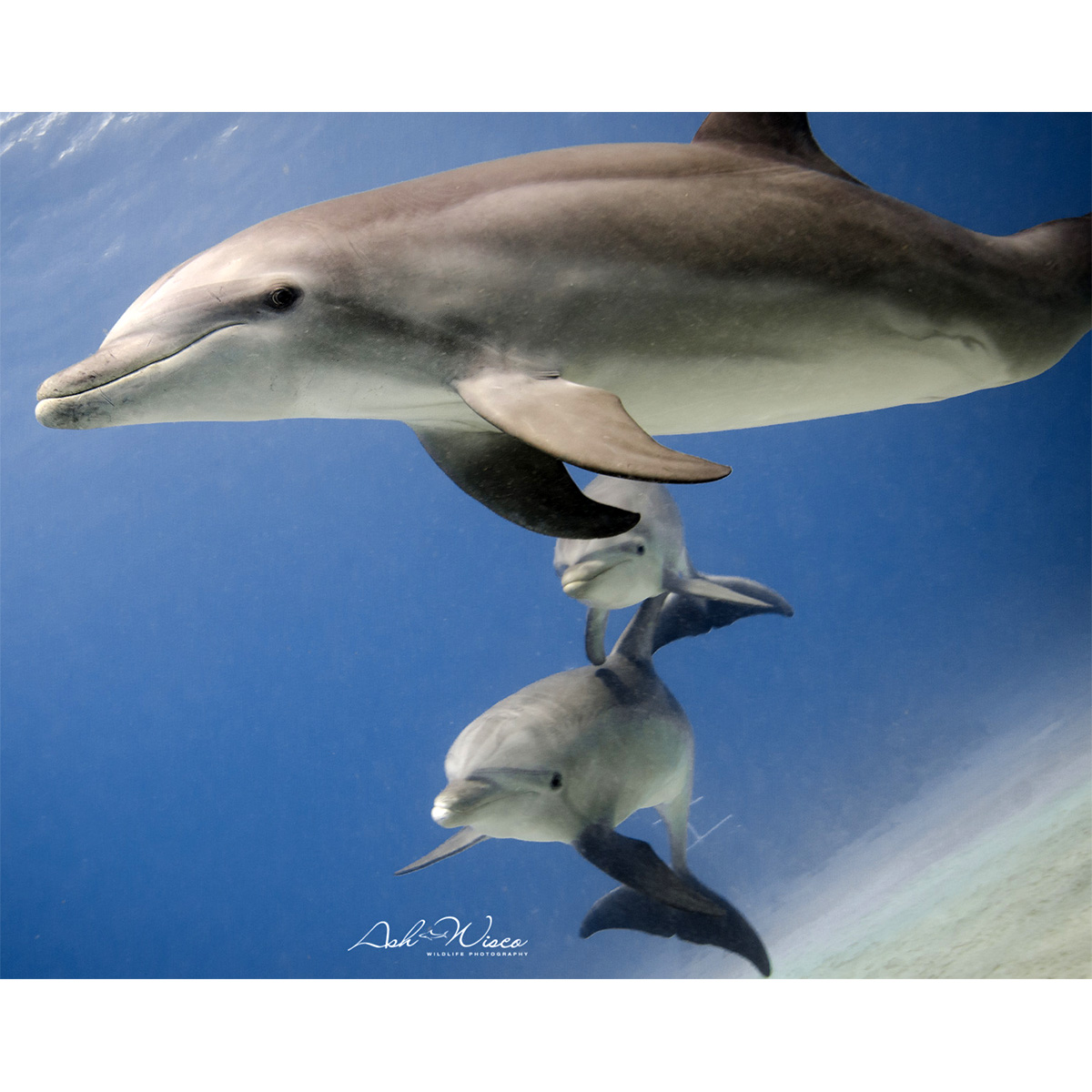 Афалина (Tursiops truncatus) Фото №8