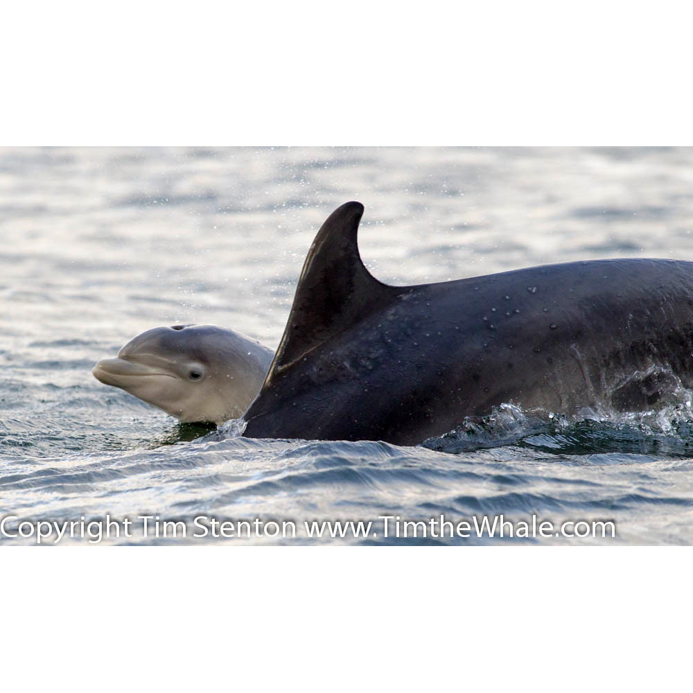 Афалина (Tursiops truncatus) Фото №9