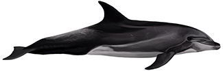 Tursiops truncatus gillii