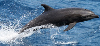Tursiops truncatus ponticus