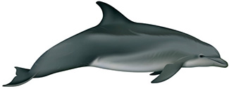 Tursiops truncatus truncatus