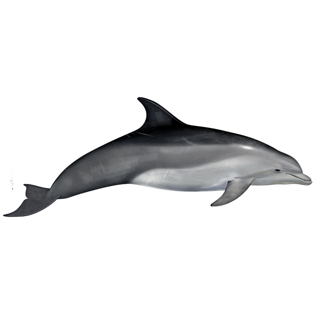 Афалина (Tursiops truncatus) Фото №1