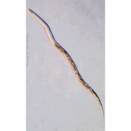 Семейство Tylenchulidae  фото