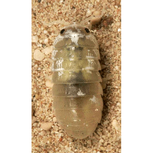 Семейство Tylidae фото