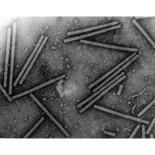 Тип Tymovirales фото