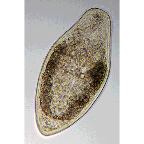 Семейство Typhloplanidae  фото