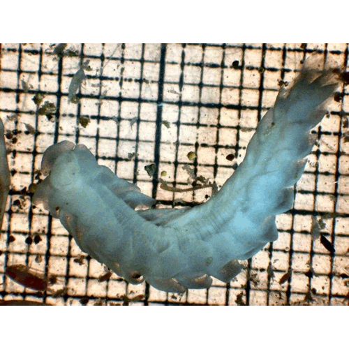 Семейство Typhloscolecidae фото
