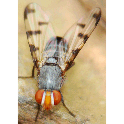 Семейство Ulidiidae фото