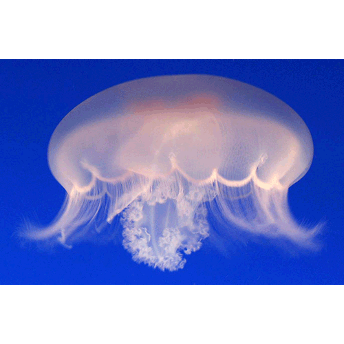 Семейство Ulmaridae  фото