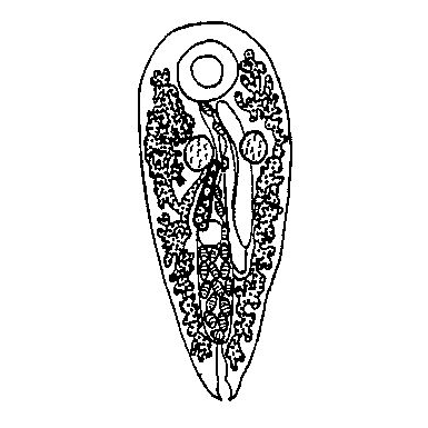 Семейство Umagillidae  фото