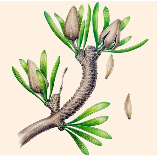 Семейство Umaltolepidaceae фото
