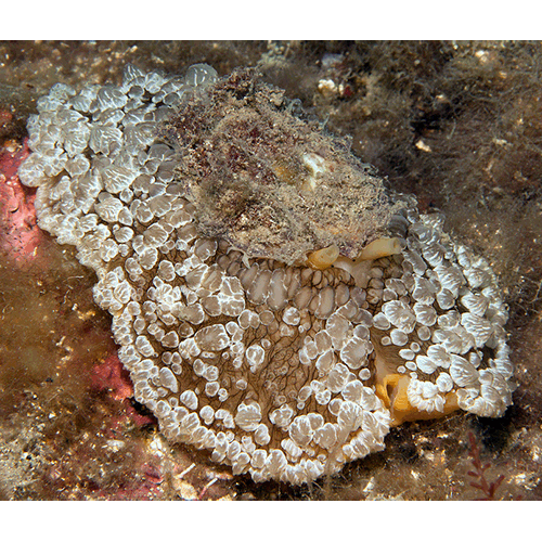 Семейство Umbraculoidea  фото