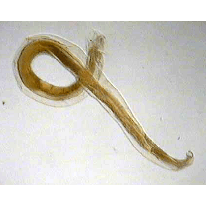 Семейство Uncinariidae  фото