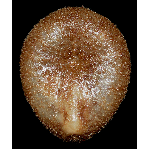 Семейство Urechinidae  фото
