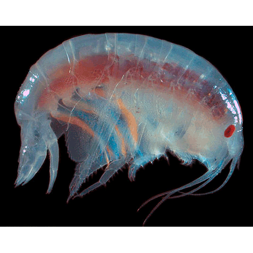 Семейство Uristidae фото