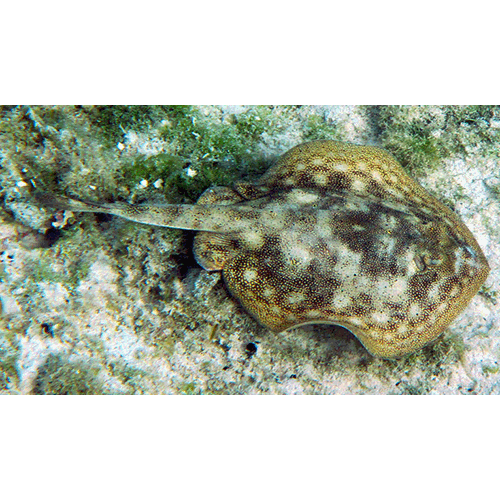  Род Urobatis  фото