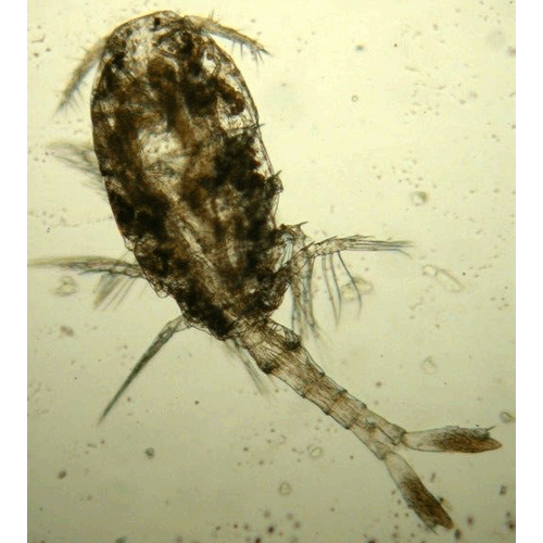 Семейство Urocopiidae фото