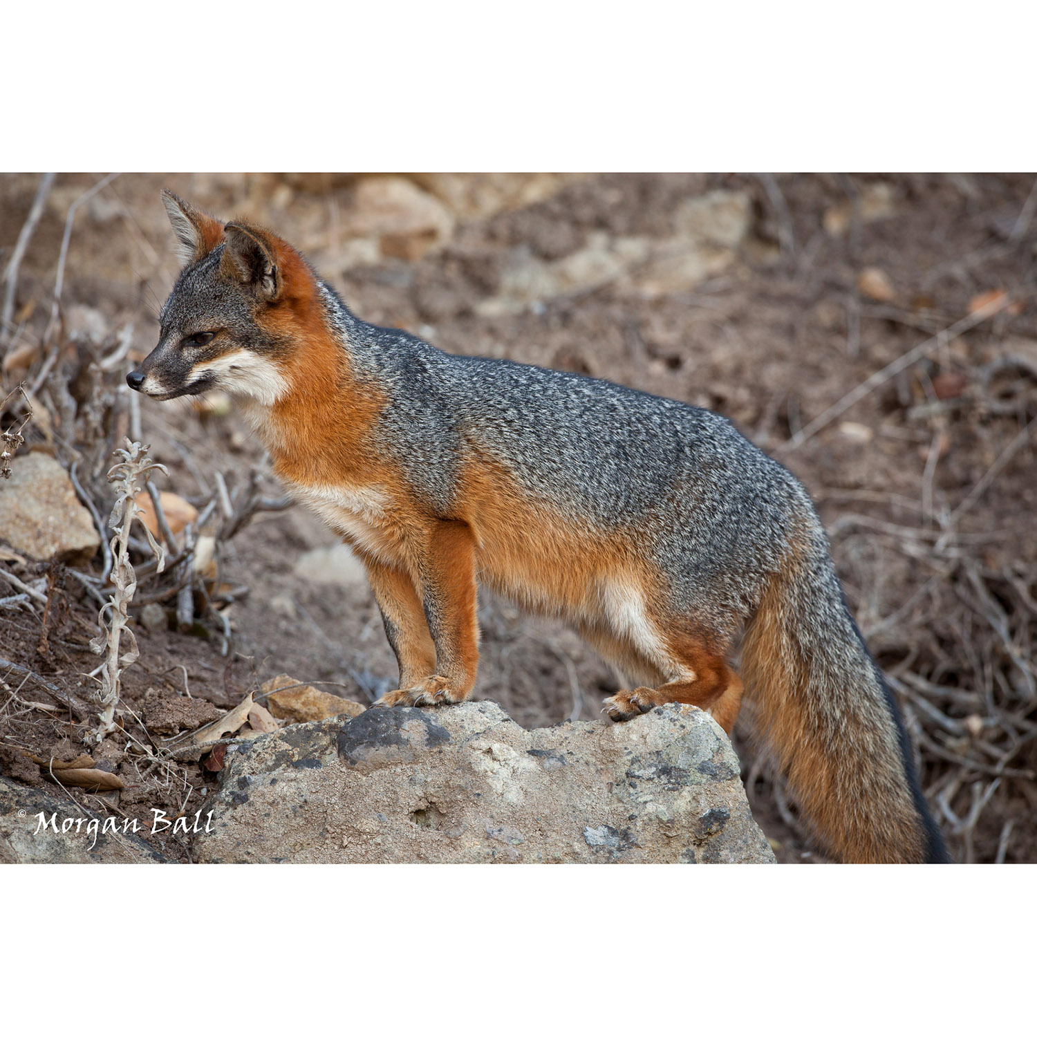 Urocyon littoralis Фото №2