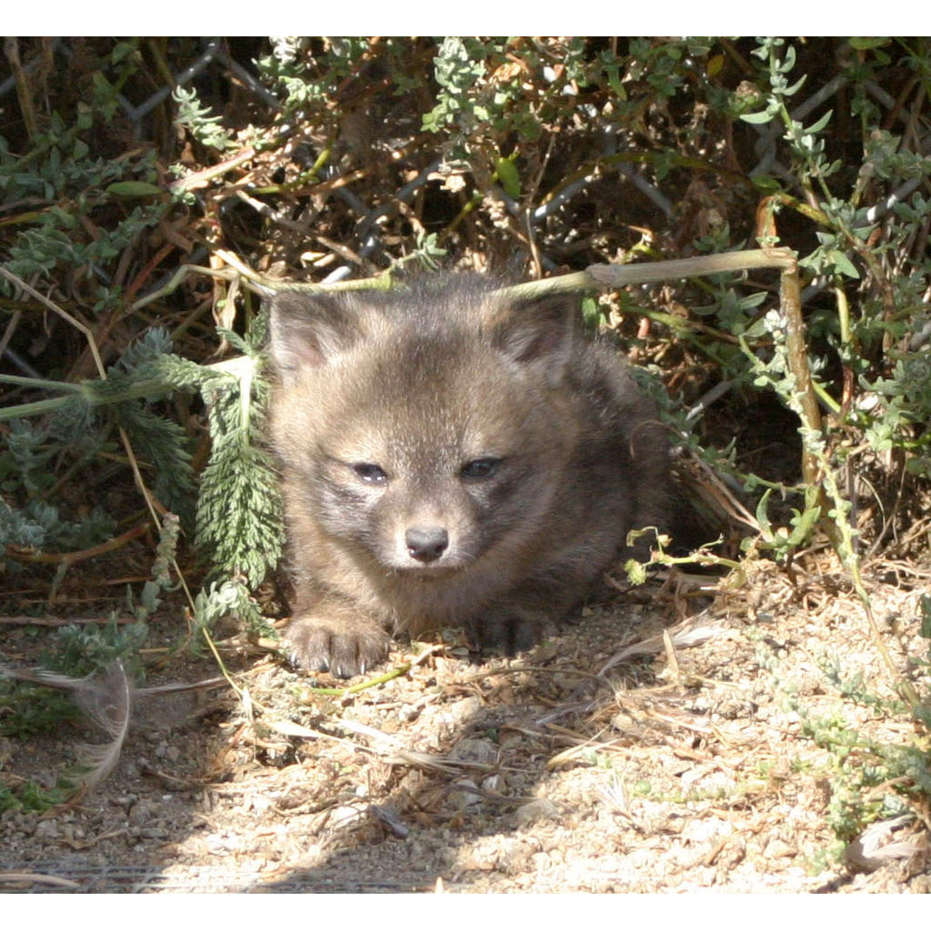 Urocyon littoralis Фото №9