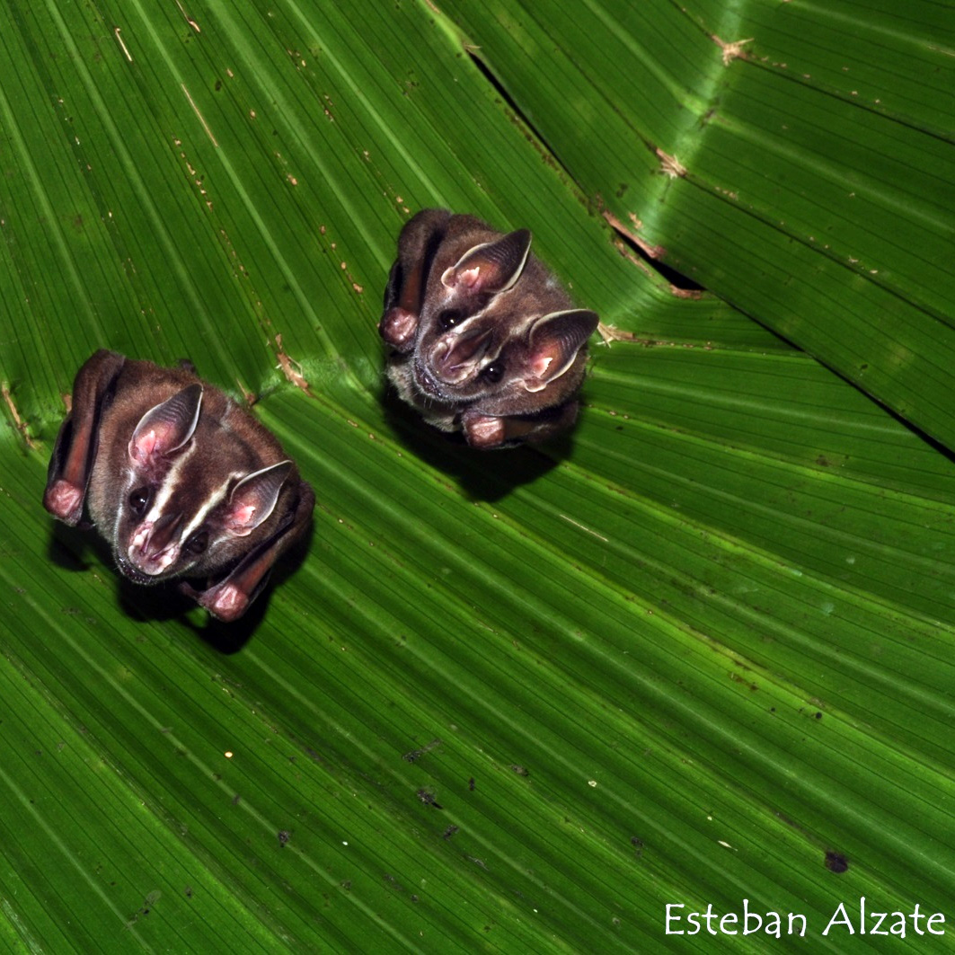 Uroderma convexum (Uroderma convexum) Фото №6