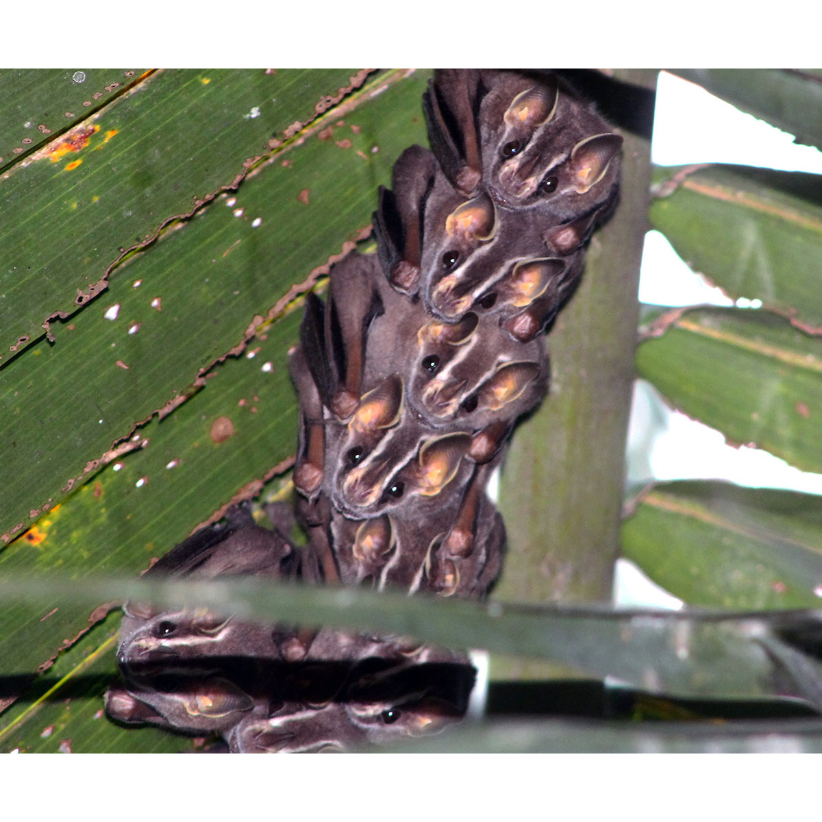 Uroderma convexum (Uroderma convexum) Фото №7
