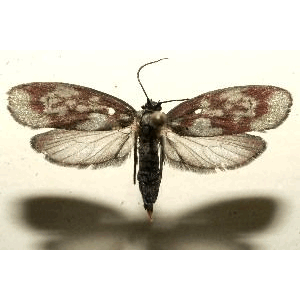 Семейство Urodoidea фото