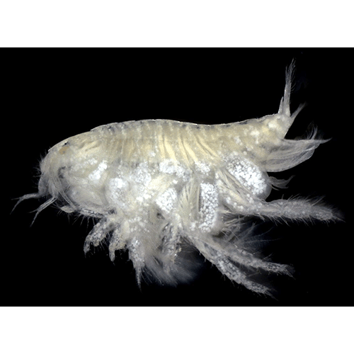 Семейство Urothoidae фото