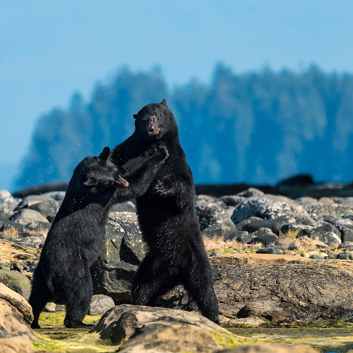 Чёрный медведь (Ursus americanus) Фото №7