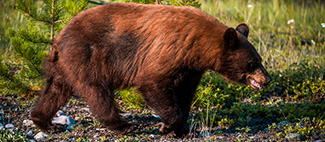 Ursus americanus altifrontalis