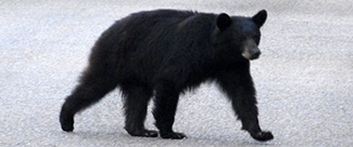 Ursus americanus amblyceps