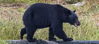 Ursus americanus americanus