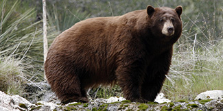 Ursus americanus californiensis