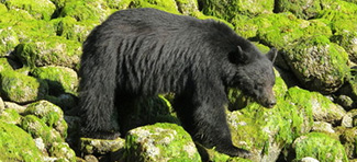 Ursus americanus carlottae