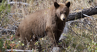 Ursus americanus cinnamomum