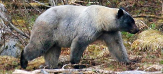 Ursus americanus emmonsii
