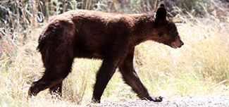Ursus americanus eremicus