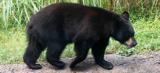 Ursus americanus floridanus