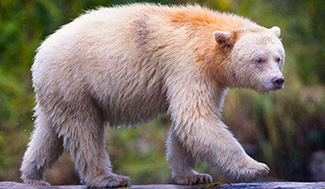 Ursus americanus kermodei