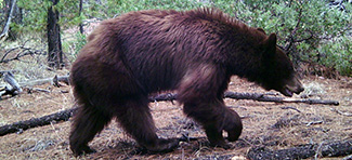 Ursus americanus machetes