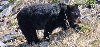 Ursus americanus perniger