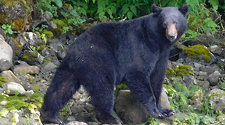 Ursus americanus pugnax