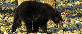 Ursus americanus vancouveri