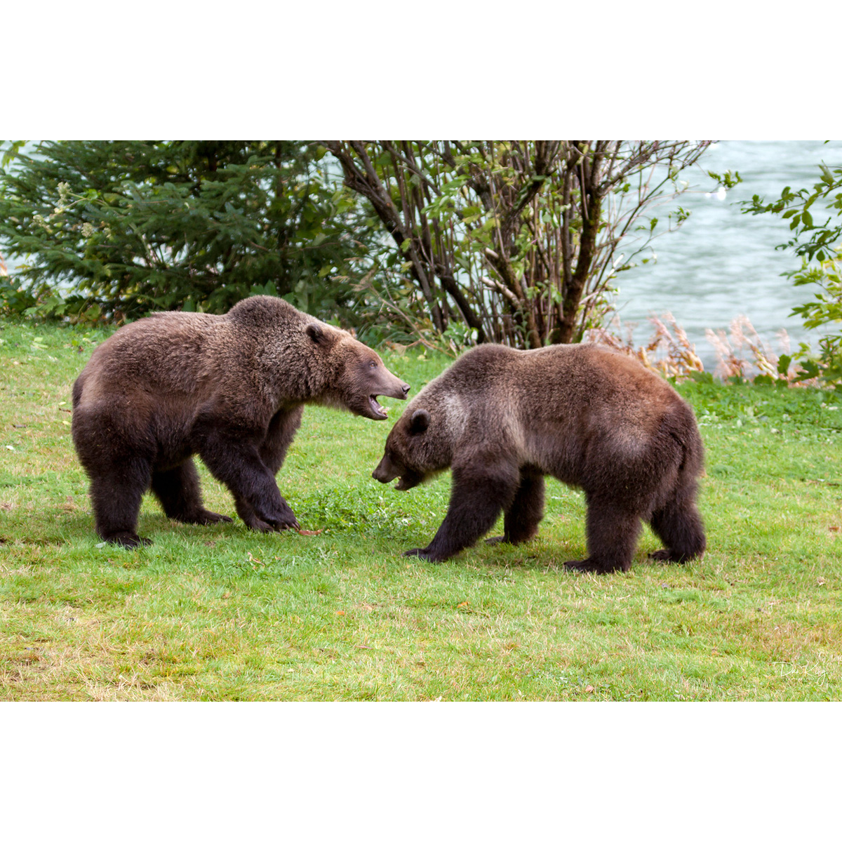 Бурый медведь (Ursus arctos) Фото №7