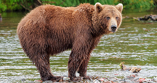 Ursus arctos arctos