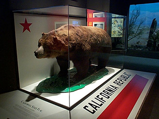 Ursus arctos californicus