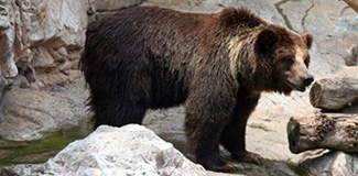Ursus arctos collaris